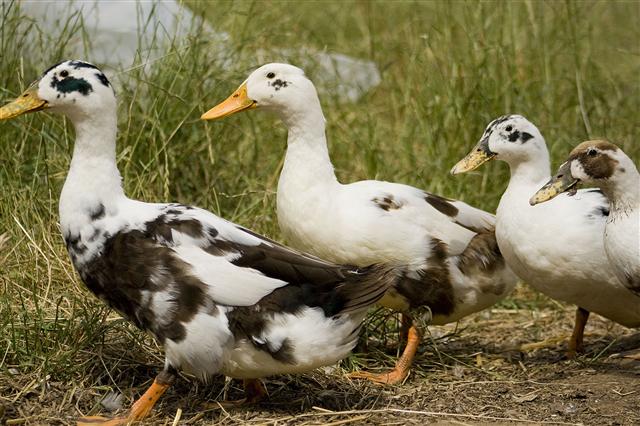Ancona ducks
